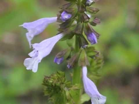 Video: Salvia Lyrata-gebruike - Inligting oor lierblaar-salieplante in die tuin