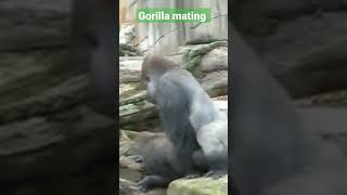 gorilla mating reproduction 🦍