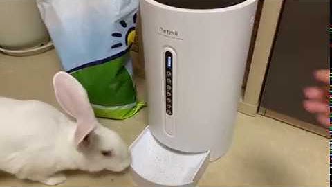 Bunny  and Its New Automatic Feeder- Petmii Automatic Feeder