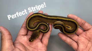 Clutch #2: Genetic Stripe double het Hypo Desert Ghost