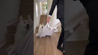 The last clip of him wiping poopy pantaloonies 🧻😅 . . . #dogsofinstagram #weeklyfluff