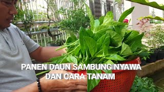 CARA TANAM \u0026 PANEN DAUN SAMBUNG NYAWA YG BANYAK MANFAAT BUAT KESEHATAN