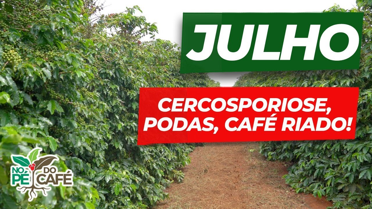 Café riado, Cercosporiose e definição de podas. O mês de Julho está bem ocupado!| No Pé do Café