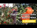 Собираем с подругами гранаты, апельсины и хурму