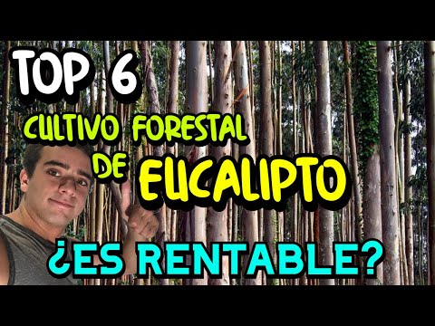 Video: ¿Puedes cultivar eucalipto en la Zona 6?