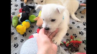 6 Weeks Today!  Westie Puppies Almost Ready to Go! #westie