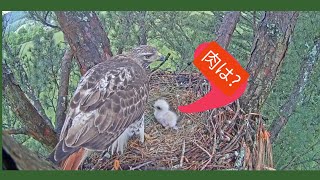 ○5月8日 Tomの巣の立ち入り時間問題○リューシスティック(白変種)のアカオノスリAngel 9【Angel the Leucistic Red Tailed Hawk】 鷹