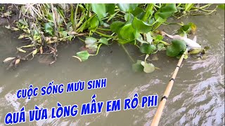 Kích cá miền Tây // Cuộc sống mưu sinh  một ngày quá may mắn #13