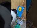 Dog Gives a Painting Surprise 🎨🐶
