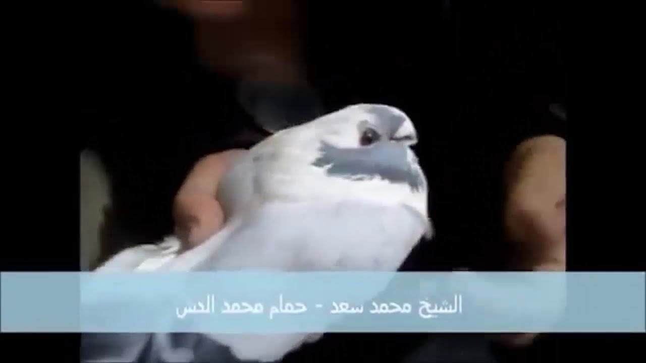 تقليب الأبلق الأخضر مع كبار الغوايه فى مصر Loft pigeon Egyptian