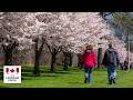 LIVE: Cherry Blossoms at Trinity Bellwoods Park | Toronto Sakura 2026 🌸