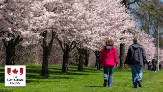 LIVE: Cherry Blossoms at Trinity Bellwoods Park | Toronto Sakura 2026 🌸