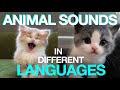 How Do Animals Sound in Different Languages?