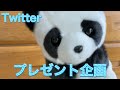 Twitter平日毎日PayPayプレゼント企画のお知らせです