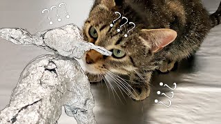 Do Cats Walk on Aluminum Foil? My Cat VS The Aluminum Monster! Foil Challenge!