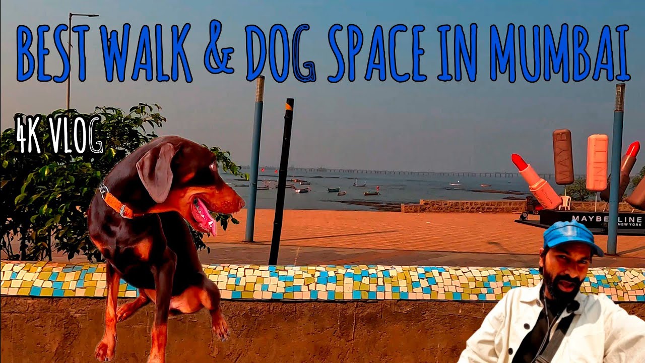 Carter Road Mumbai Vlog: Dogs Playing, Owners Chilling & Walking Into the Mangroves!