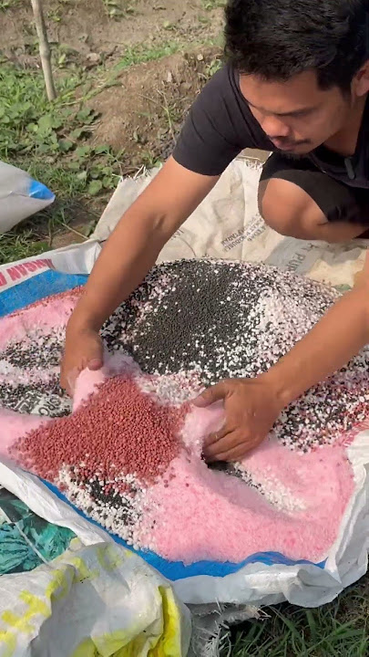 Pencampuran pupuk dasar cabai rawit, pupuk ponska, TSP, KCL dan Urea #cabai #petani #pupuk