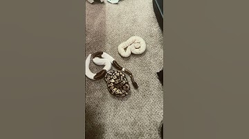 Pied pastel and killer bee #ballpython #viral #trending