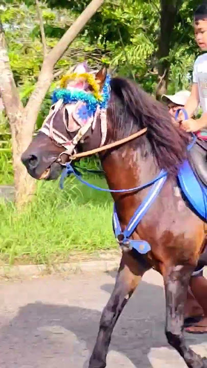 kuda lari #shorts #horse