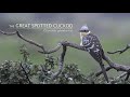 The Great spotted cuckoo (Clamator glandarius)