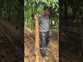 The deep sweet potatoes in Caojiang Gaozhou were dug up at the end of the year. The sweet