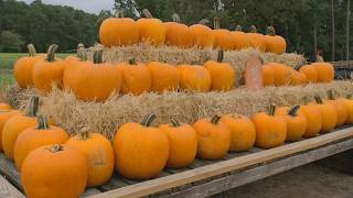 Despite drought, other challenges, NC farms prepare for pumpkin season