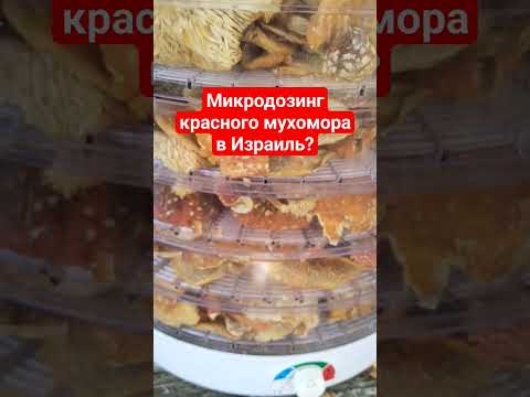 Микродозинг красного мухомора в Израиль? #микродозинг #мухомор #микродозингмухомора #израиль