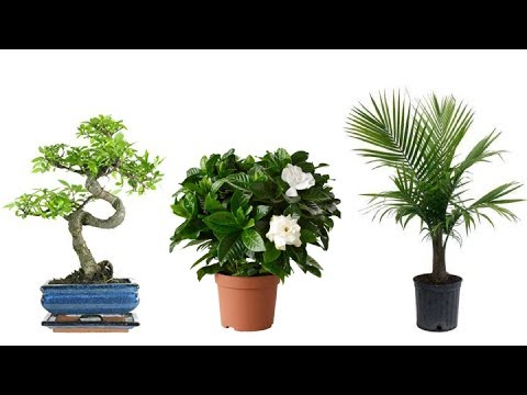 Best Smelling Houseplants To Perfume Your Home