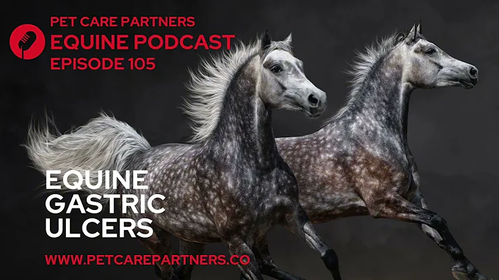 Gastric Ulcers in Horses: Signs, Causes & Treatment | Pet Care Partners Ep. 105