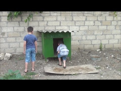 Video: Orta Asiya Çobanını Necə Bəsləmək Olar