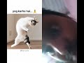 #funny #comedy #status #shortsviral #duet #entertaininganimals #reaction #memes #cat #fun