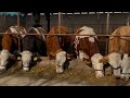 SEMENTALUZ#chorva#tiktok#instagram#farm#farming#cow#bull#ferma#geremfort#angus#avlikol#semental#buqa