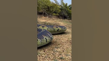 Anaconda Snake Chasing #shorts #short #anaconda #snake #bigsnake #nagin #saamp #pythonsnake