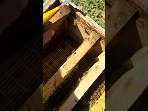 آموزش زنبورداری قاب موم تو اوج گرما آب شده راهی برای پیشگیری