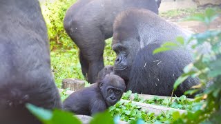 Silverback Haoko Watches Over Baby Gorilla Daughter Sumomo | Gorilla Haoko Troop