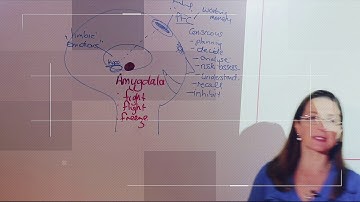 Highlights of 2 day Neuroscience of Personal Effectiveness and Leadership - Kristen Hansen