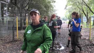 Texas Tigers Leave Vacation And Kali Tiger Goes On Vacation