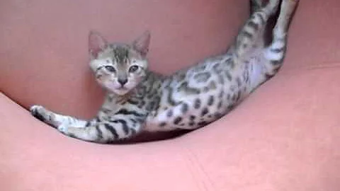 Watch the video about Amelie a Bengal Baby Girl Sleeping