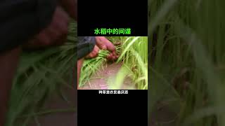 涨知识：水稻中的间谍-稗草