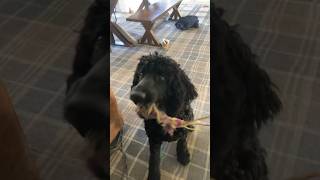 Max attack the phone (ok)#dog #funny
