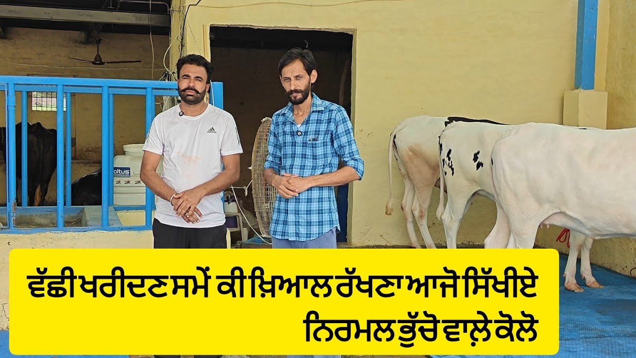 ਵੱਛੀ ਖਰੀਦਣ ਲੱਗੇ ਕਿਹੜੀਆ ਗੱਲਾਂ ਦਾ ਖ਼ਿਆਲ ਰੱਖਣਾ , ਆਜੋ ਸਿੱਖੀਏ ਨਿਰਮਲ ਭੁੱਚੋ ਵਾਲ਼ੇ ਤੋਂ ,