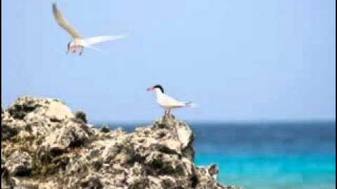 تلاوات خاشعه ( علاء مزجاجي ) 1