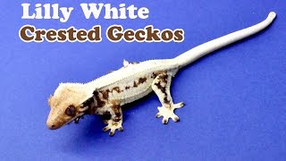 The unveiling of a brand new morph. Introducing the Lilly White Crested Geckos!