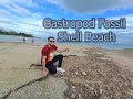 Gastropod fossil shell cemetery beach krabi thailand travel with ammar