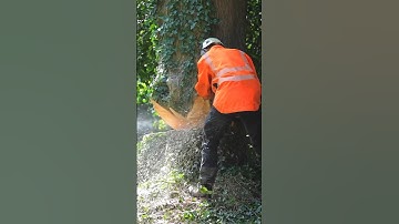 Arborist takes hit to the face 😱😂 #treefelling #treework #arborist #arbortec #chainsaw