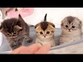 Here's a family of kittens who make a fuss when it's time to eat.
