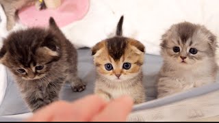 Here's a family of kittens who make a fuss when it's time to eat.