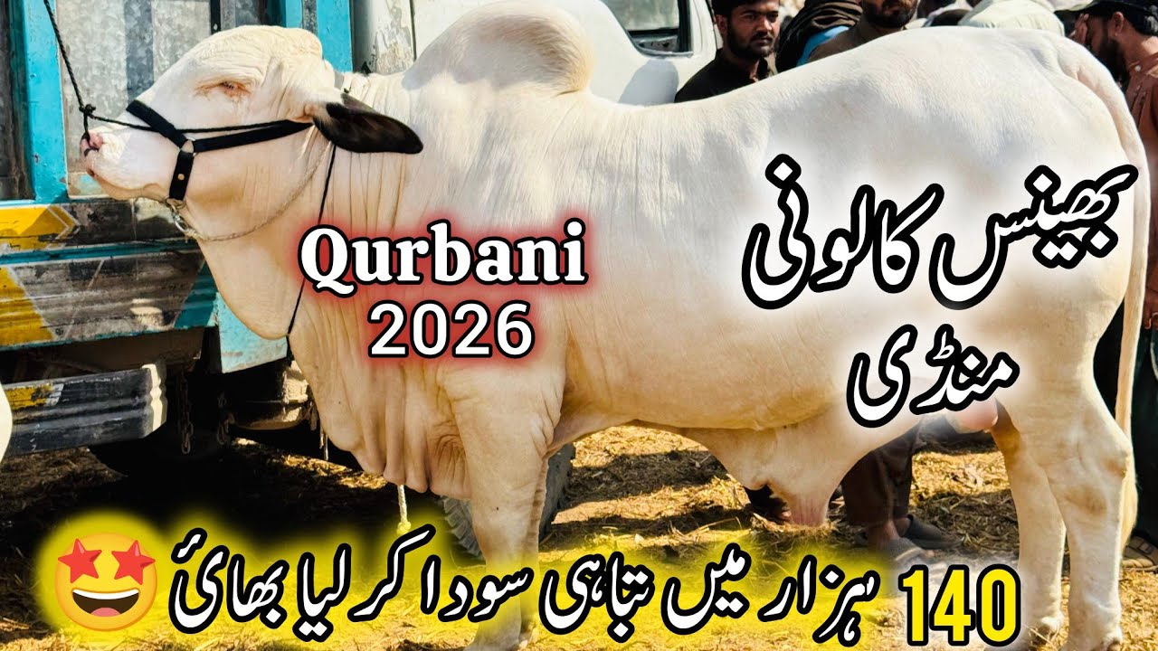 Bhains Colony Mandi Karachi Latest Rates & Bargaining Update | 18 February 2026 | Cow Mandi Karachi 