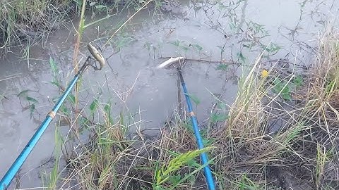 Lâu Ngày Xiệt Lại Mương Củ Trúng Đậm Cá Lóc Cá Rô Phi Cá Trê Trắng | kích cá miền tây 