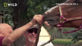 Dr. Pol Delivers Some Exciting News | The Incredible Dr. Pol | National Geographic MENA